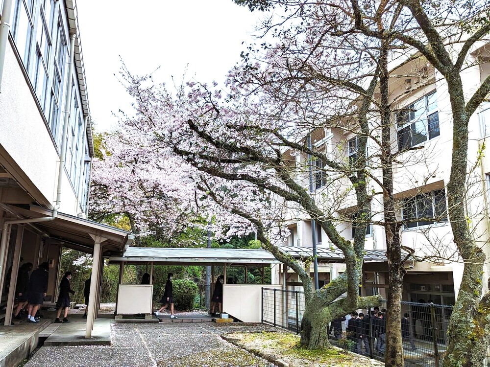 体育館横桜